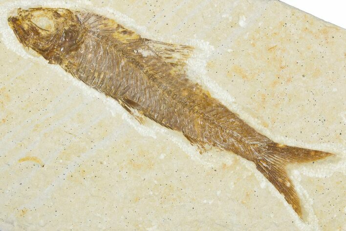 Detailed Fossil Fish (Knightia) - Wyoming #345440